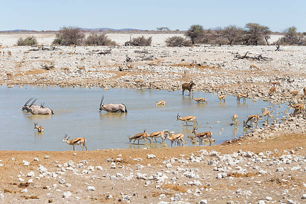 istock Water hole in Etosha National Park, Namibia 499936660