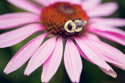 Bumble bee on a purple coneflower.