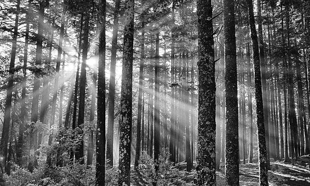 Sunbeams, Acadia National Park