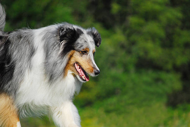 Dog Approaching Merle colored dog ( shetland sheepdog) approaching at a trot from the side against a green blurred background. sheltie blue merle stock pictures, royalty-free photos & images