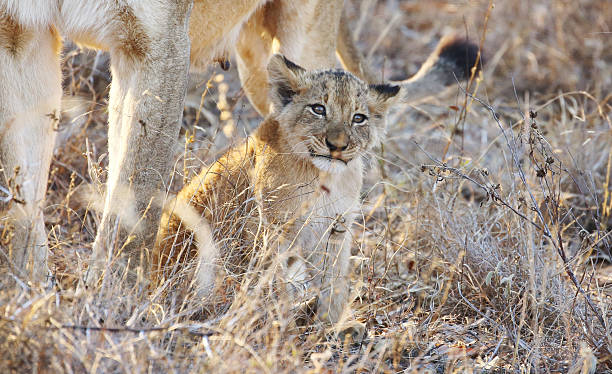 istock South Africa: Lion Cub at Kruger National Park 499955640