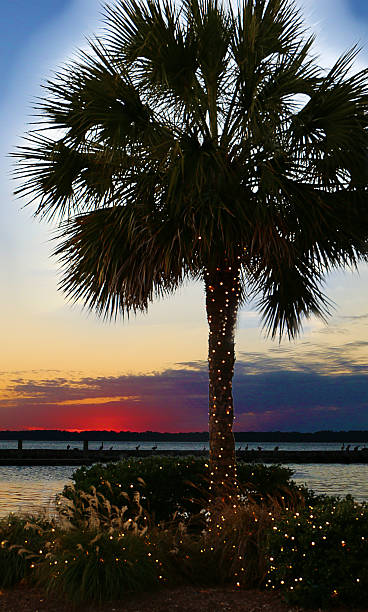 oh albero di natale - christmas palm tree island christmas lights foto e immagini stock