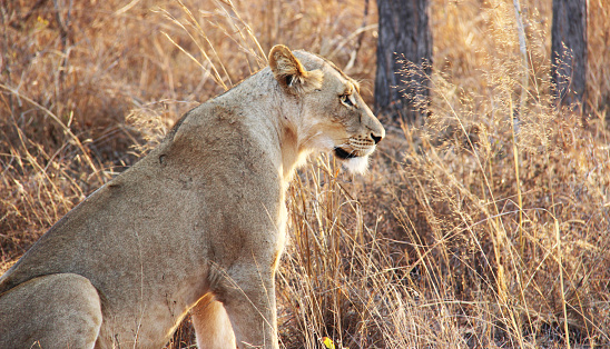 A Lioness (Panthera leo) sits in the tall grass of Kruger National Park.