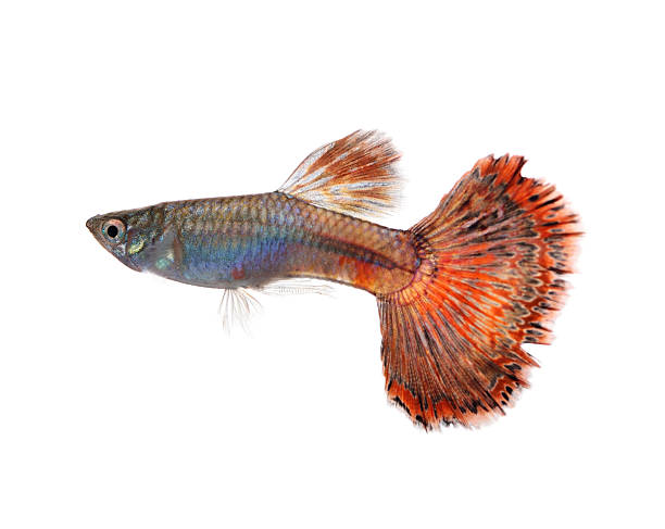 istock guppy fish isolated on white background 499956662