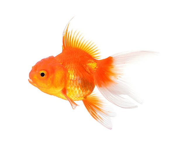 istock Gold fish isolated on a white background. 499956668