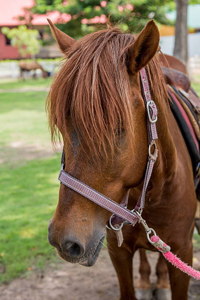 istock closeup horse face at the farm 499956814
