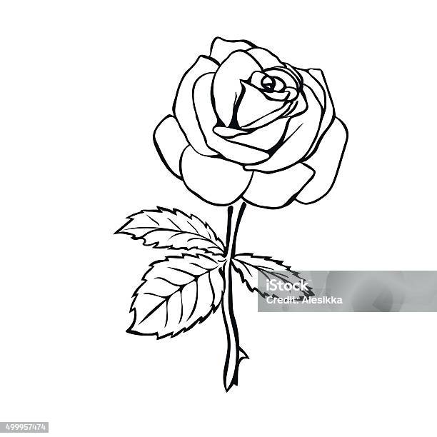Rose Sketch Stock Illustration - Download Image Now - Rose - Flower, Outline, Illustration