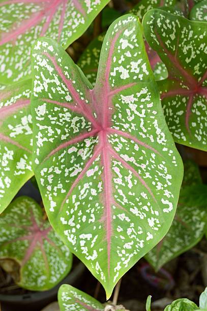 istock green Caladium bicolor leaves 499957592