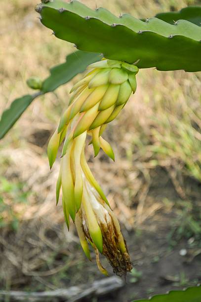 istock Blossom white flower of dragon fruit 499957712