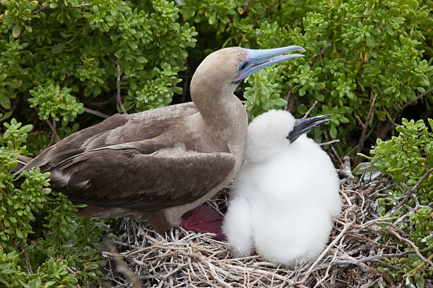 istock Red-Footed boobies with chick 499958208