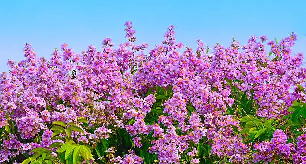 Inthanin, Lagerstroemia floribunda flower