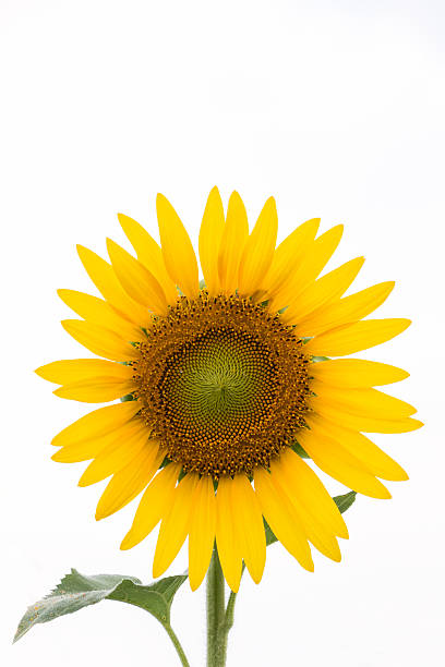 istock Sunflower Color on a white background 499959646
