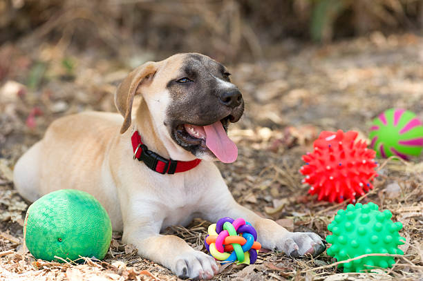 Dog Toys