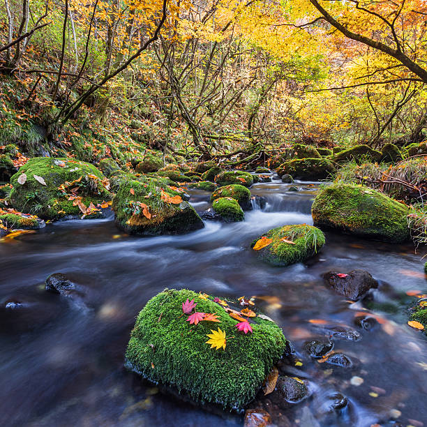 istock beautiful waterfall in forest, autumn landscape 499960314