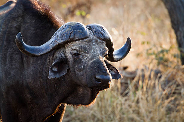 istock African buffalo in Kruger National park 499961170