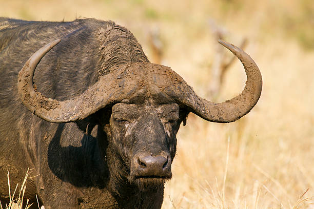 istock African buffalo in Kruger National park 499961234