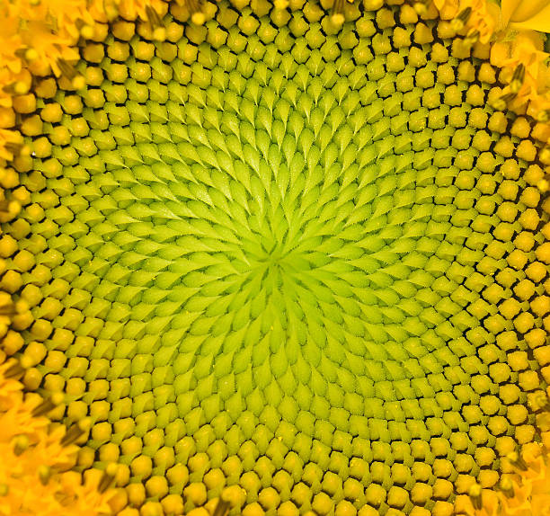 istock beautiful warm sunflower close 499975982