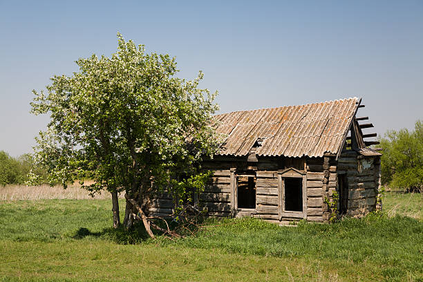 istock apple blossoms near the old ruined house 499976424