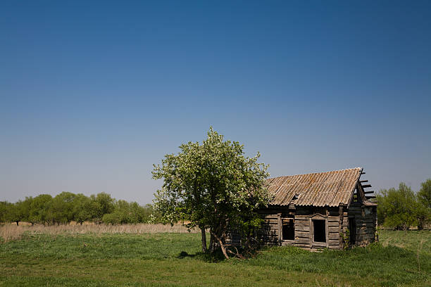 istock apple blossoms near the old ruined house 499976480