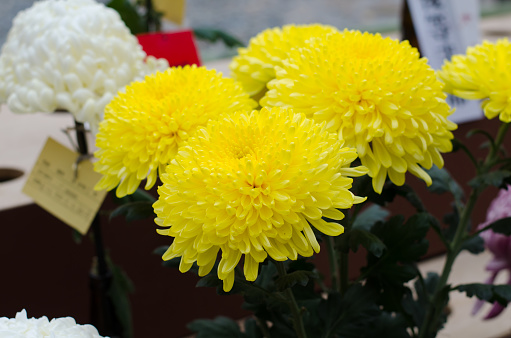 Yellow Chrysanthemums in full blossoms, close-up.