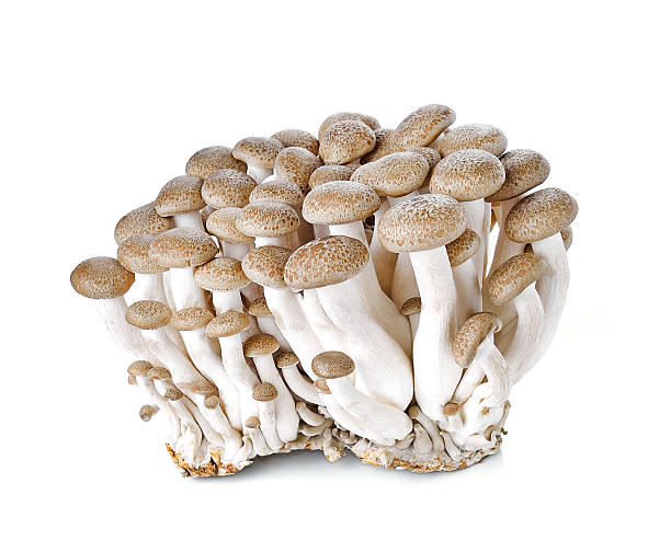 istock brown beech mushroom isolated on white background 499976802
