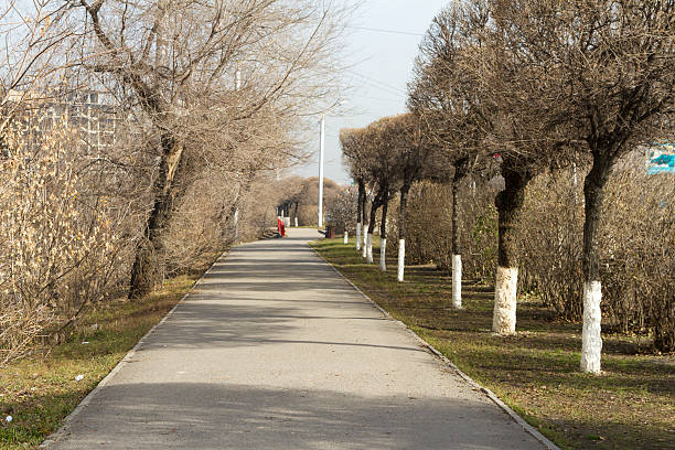 andar caminho - autumn street single lane road tree imagens e fotografias de stock