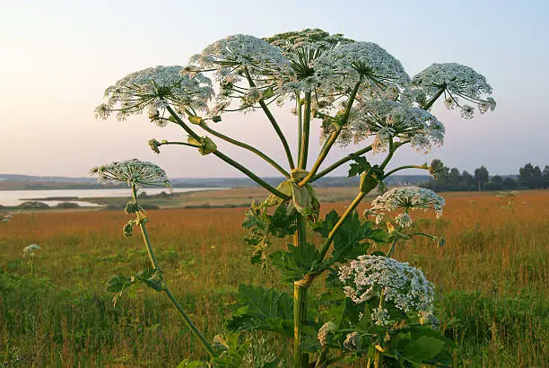 Heracleum plant also called cow parsnip in riverside meadow at sunset