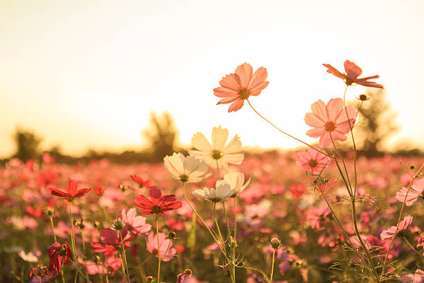 istock Cosmos Flower On Sunset background 499978222