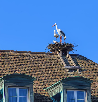 Zurich, Switzerland - 2 December, 2015: stork figures on the roof of the Hotel zum Storchen building. Hotel zum Storchen is a traditional first class establishment with 66 rooms and suites in Zurich old town.