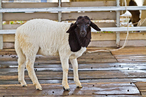 istock sheep in farm 499978777