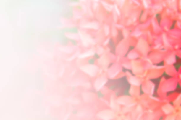 istock abstract blur background of red Ixora 499978784