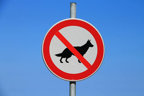 istock Sign no dogs allowed on the beach 499978867