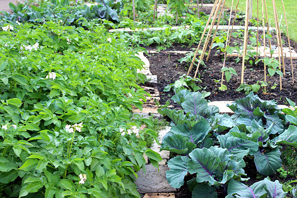 istock Vegetable garden image, red cabbages, potato plants, runner beans, bamboo-wigwam 499979295