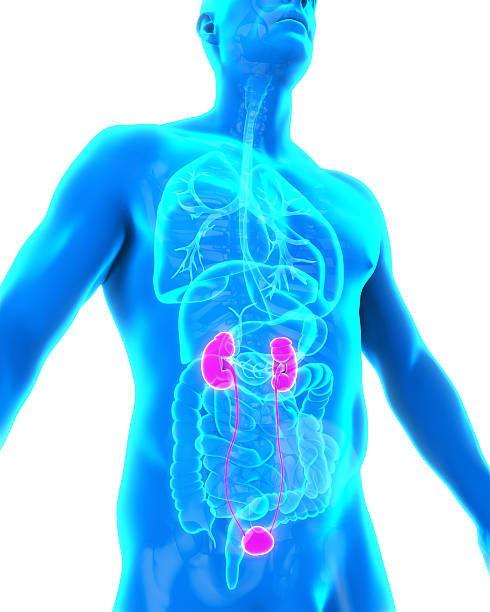istock Human Kidneys Anatomy 499979330