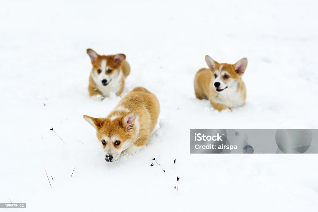 cute corgi hid his nose in the snow Three puppies of the Welsh Corgi play in snow 2015 Stock Photo