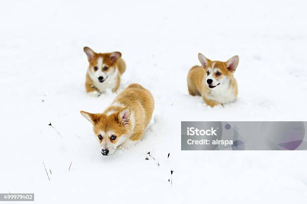 Cute Corgi Hid His Nose In The Snow Stock Photo - Download Image Now - 2015, Animal, Beauty
