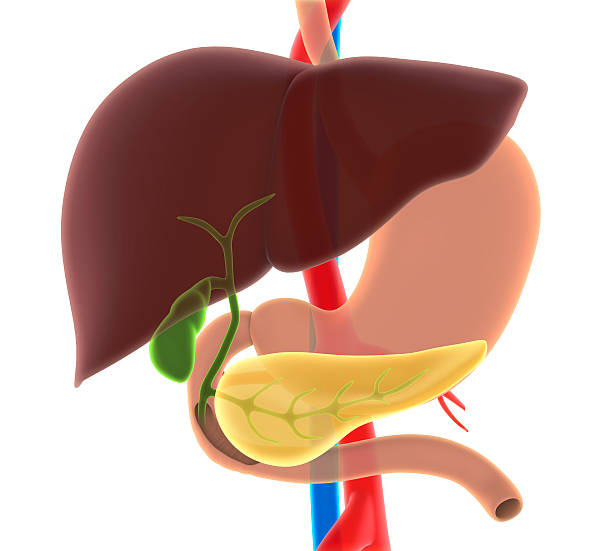 istock Liver, Gallbladder, and Pancreas Anatomy 499979626