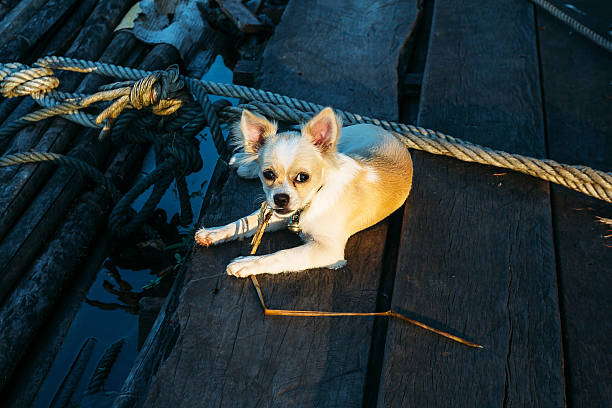 istock Chihuahua dog on wood 499980362