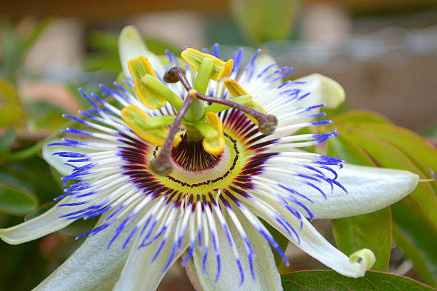 istock Passion Flower (Passiflora) Close Up 499980722
