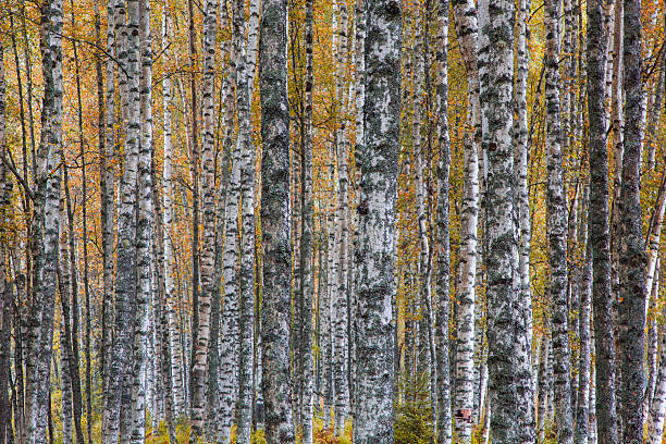 istock White birch trees in the forest 499980856