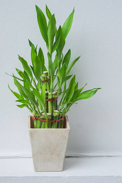 istock Flower pots small white isolated 499980879