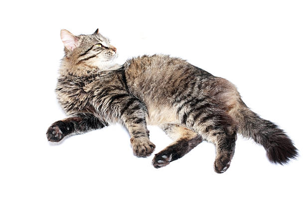 istock furry adult cat 499980937