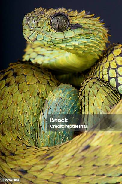 Hairy Bush Viper Atheris Hispida Stock Photo - Download Image Now - Bush Viper, Sharp, Viper