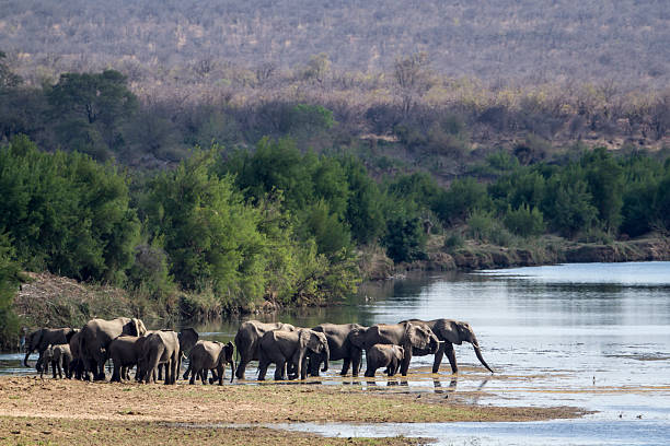 istock African bush elephant in Kruger National park 499981558