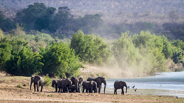 istock African bush elephant in Kruger National park 499981770