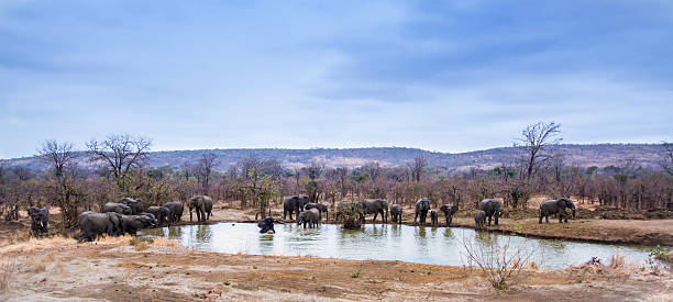 istock African bush elephant in Kruger National park 499982230