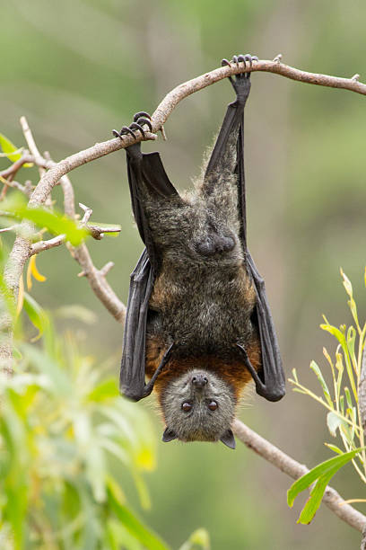 pipistrello della frutta appeso a un albero - bat fruit bat mammal australia foto e immagini stock