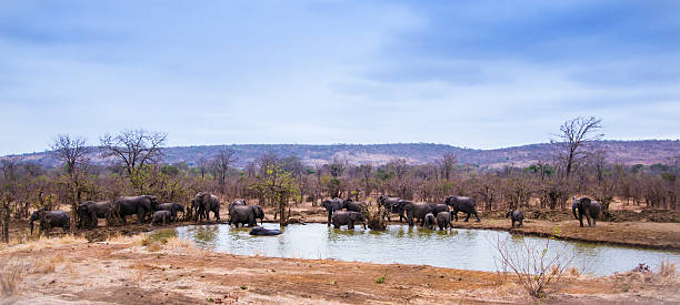 istock African bush elephant in Kruger National park 499982268
