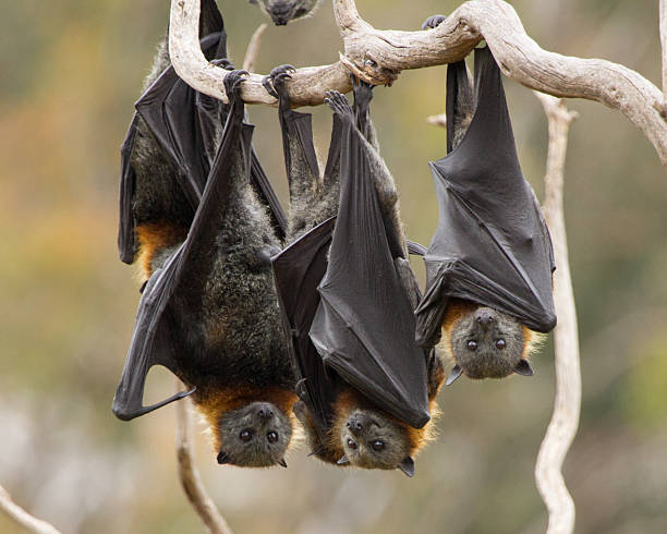 Group of Fruit Bats A group of fruit bats hanging upside down in a tree. Several of them are looking at camera. Shot taken in Melbourne, Australia. fruit bat stock pictures, royalty-free photos & images