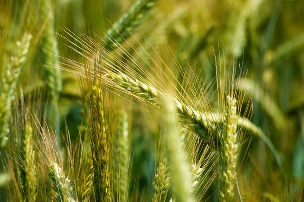 istock Barley in the field, closeup. 499982439